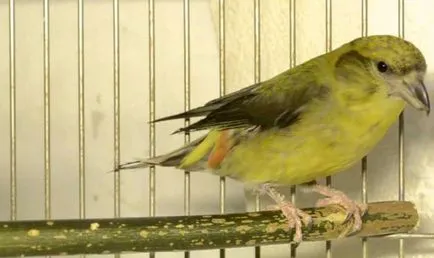 Bird описание кръсточовка, поддържане и грижа в дома, снимки