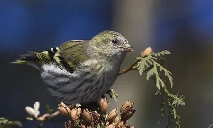 Bird скатия (55 снимки) съдържание на пойни птици у дома, изглежда като