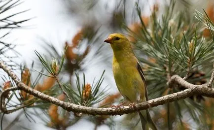 Bird скатия (55 снимки) съдържание на пойни птици у дома, изглежда като