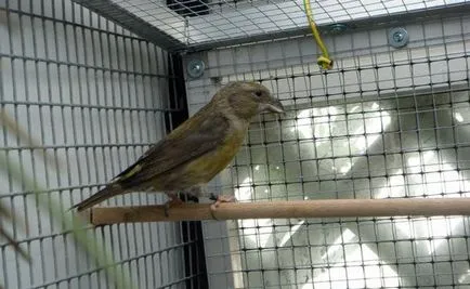 Bird описание кръсточовка, поддържане и грижа в дома, снимки