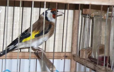 Bird скатия съдържание пойна птица в плен