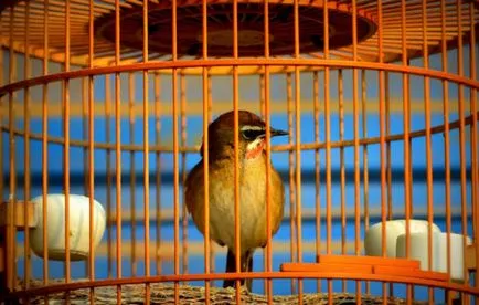Bird скатия съдържание пойна птица в плен