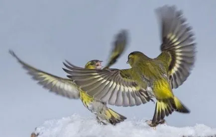 Bird скатия съдържание пойна птица в плен
