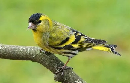 Bird скатия съдържание пойна птица в плен