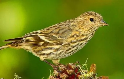 Bird скатия съдържание пойна птица в плен