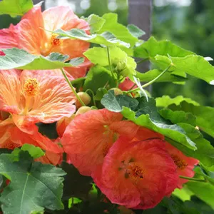 Clivia грижа за растенията (Снимка) в дома