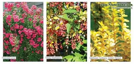 Растения за жив плет или в зеленчукова градина от съседите, на мястото на градина, вила и стайни растения