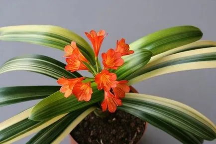 Clivia грижа за растенията (Снимка) в дома