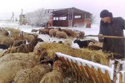 Разплодни овце и отглеждане у дома за начинаещи, бизнес план, видео