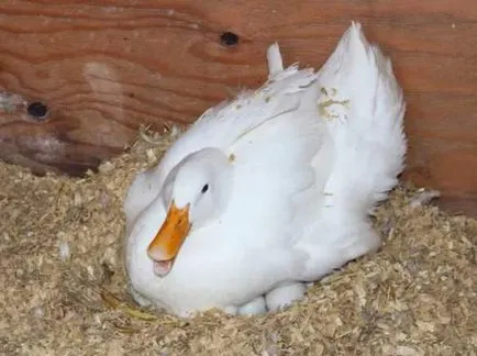Развъждане на патици у дома - съвети и трикове - нейната птица