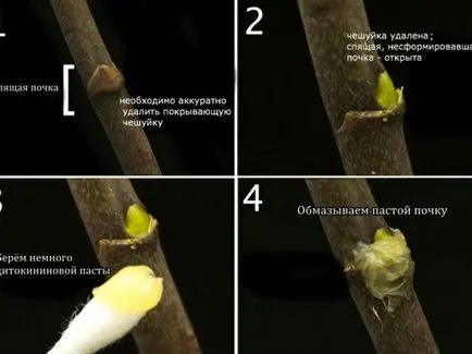 Размножаване на Phalaenopsis орхидеи в дома с децата, стъбла резници, семена,