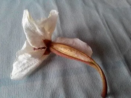 Размножаване на Phalaenopsis орхидеи в дома с децата, стъбла резници, семена,