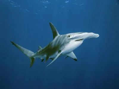 описание Hammerhead и интересни факти