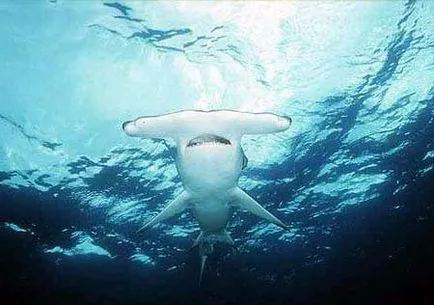 описание Hammerhead и интересни факти