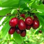 Sadim пети в лятната си вила