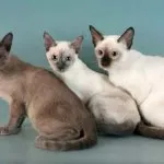 Руска синя котка снимка и цена, характера и описание на скални основи, характеристики,