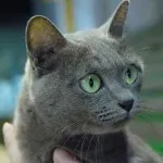 Руска синя котка снимка и цена, характера и описание на скални основи, характеристики,