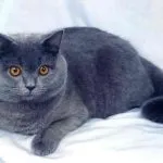 Руска синя котка снимка и цена, характера и описание на скални основи, характеристики,