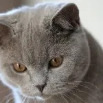 Руска синя котка снимка и цена, характера и описание на скални основи, характеристики,