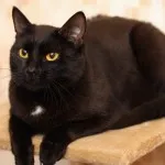 Руска синя котка снимка и цена, характера и описание на скални основи, характеристики,