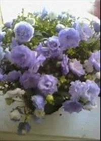 Garden цвете булка