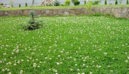 Turf собствените си ръце лежаха, лежеше, как да, съвети