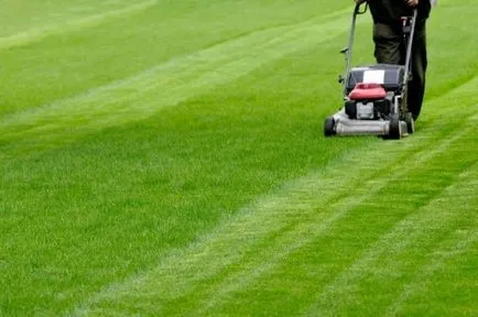 Turf собствените си ръце лежаха, лежеше, как да, съвети