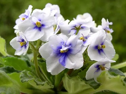 Violet растения родното място, родното място на виолетов (виола)