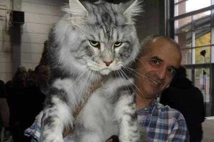 Най-голямата котка се размножават най-6 (най-) Най-голямата котка порода върха 6
