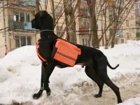 Впрегнете за кучета