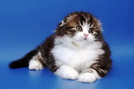 Scottish Fold - особено рок
