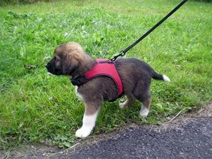 Впрегнете за кучета със собствените си ръце - dogcollar - боеприпаси и аксесоари за кучета