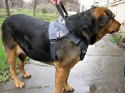Впрегнете за кучета със собствените си ръце - dogcollar - боеприпаси и аксесоари за кучета