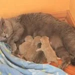 Колко дни ходене котката за първи път в годината, месеца, време, отколкото да й помогне и какво да правя в тази