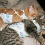 Колко дни ходене котката за първи път в годината, месеца, време, отколкото да й помогне и какво да правя в тази