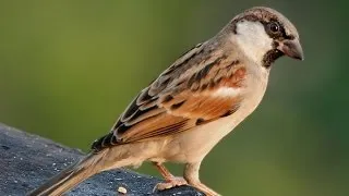 Синигер излетя през прозореца, знакът за къща