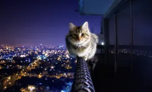 Колко живота на една котка, интересни факти за котките