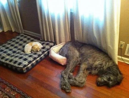 Doggy целува или как светът гледа на вашия домашен любимец