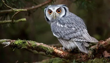 Owl - описание, видове, които живее, това, което яде, снимки