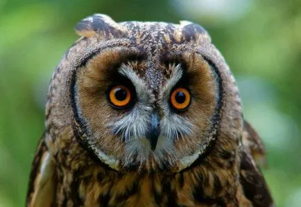 Owl - описание, видове, които живее, това, което яде, снимки