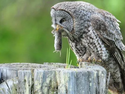 Owl - описание, видове, които живее, това, което яде, снимки