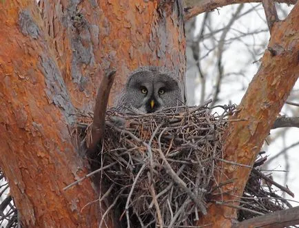 Owl - описание, видове, които живее, това, което яде, снимки