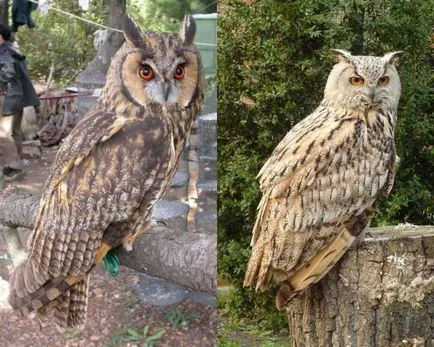 Owl - описание, видове, които живее, това, което яде, снимки