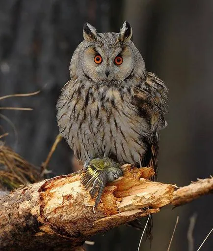 Owl - описание, видове, които живее, това, което яде, снимки