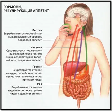 Как да премахнете корема пълен Guide ubiratelnoe