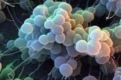 Staphylococcus Haemolyticus мъже ефективни начини за лечение