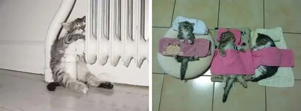 Спящата котка, спи котка - 35 фото-къща в село