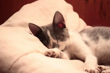 Спящата котка, спи котка - 35 фото-къща в село
