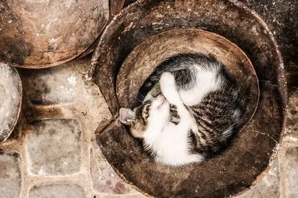 Спящата котка, спи котка - 35 фото-къща в село