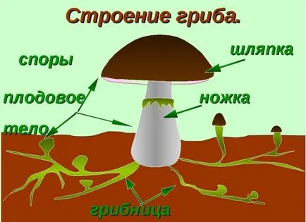 Спорите като форма, която е мицел, как да получите семена, които група, кандида